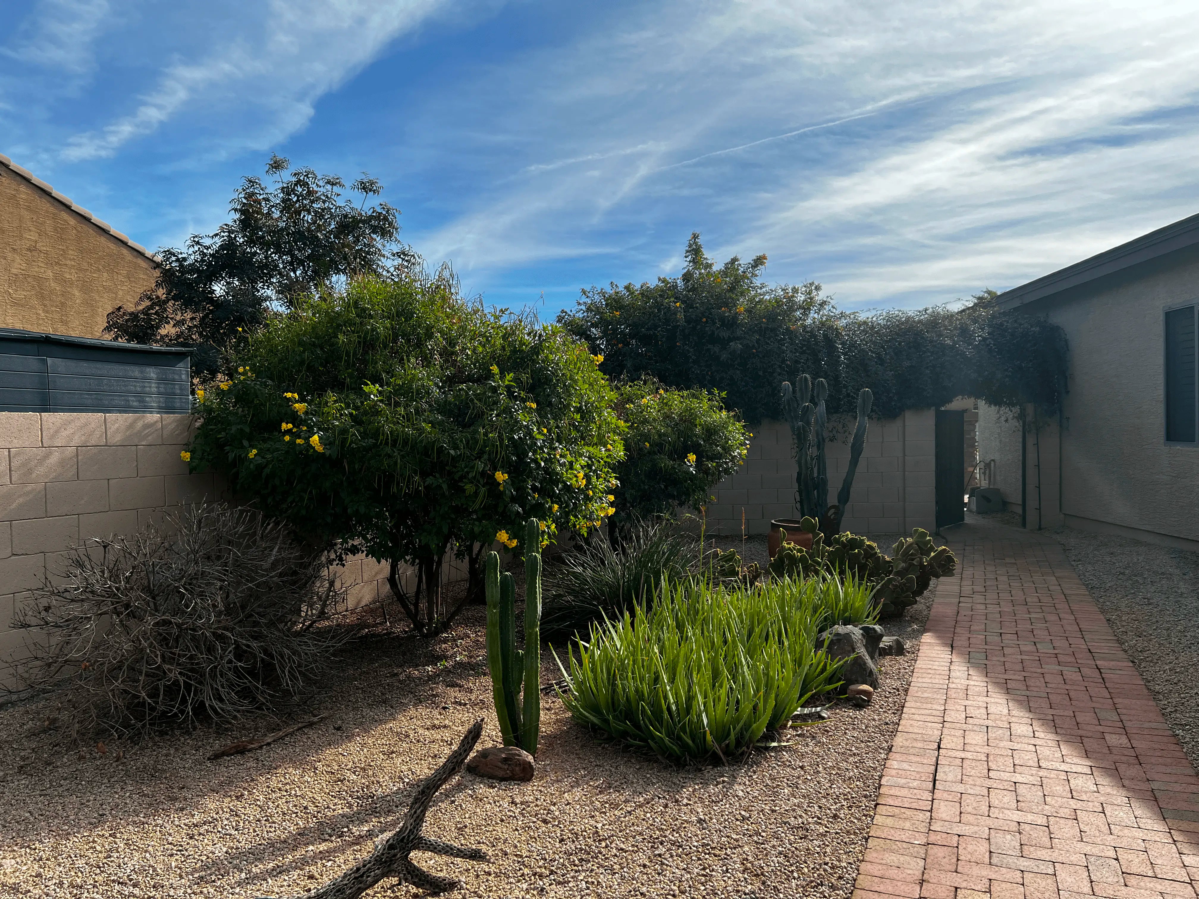 Backyard with cacti, shrubs, and a paved pathway under a blue sky.