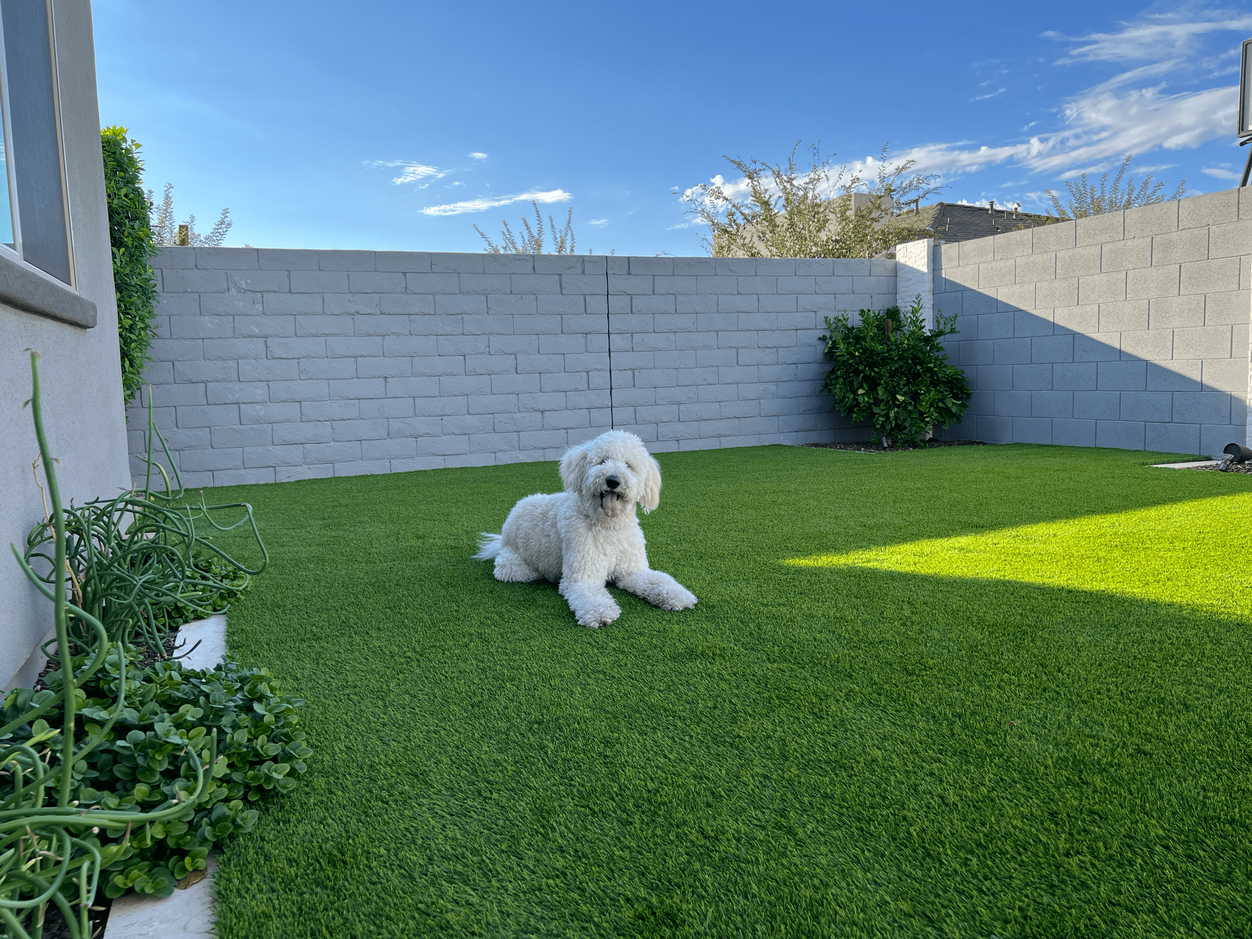 White dog sitting on artificial grass in a backyard with a white wall and plants.