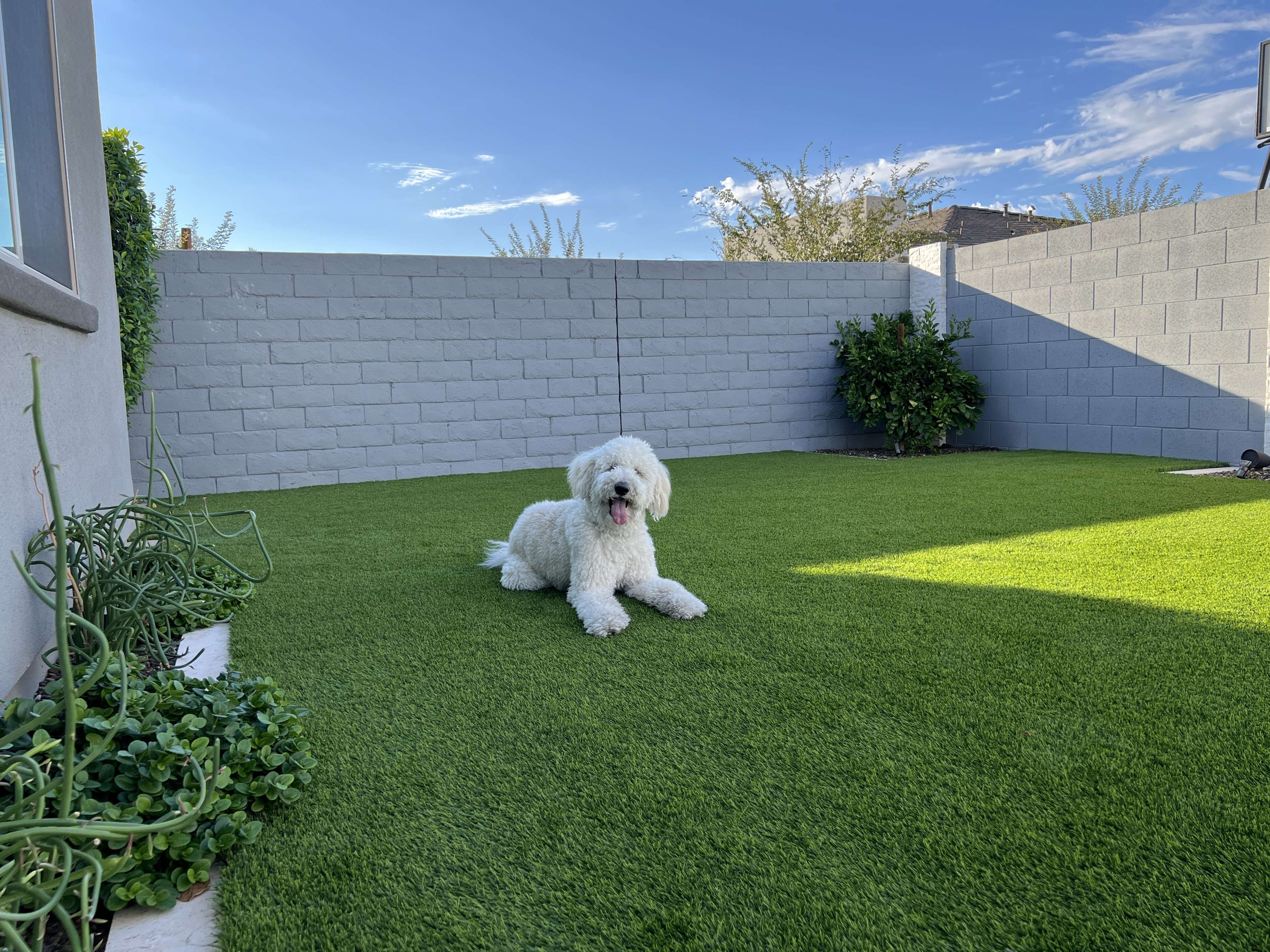 White dog sitting on artificial grass in a backyard with a white wall and plants.