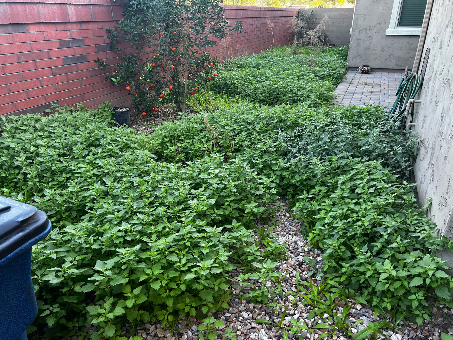 Backyard full of weeds with a brick wall and house exterior in the background