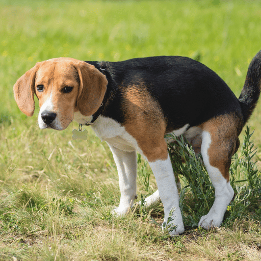 Beagle dog standing in a grassy field