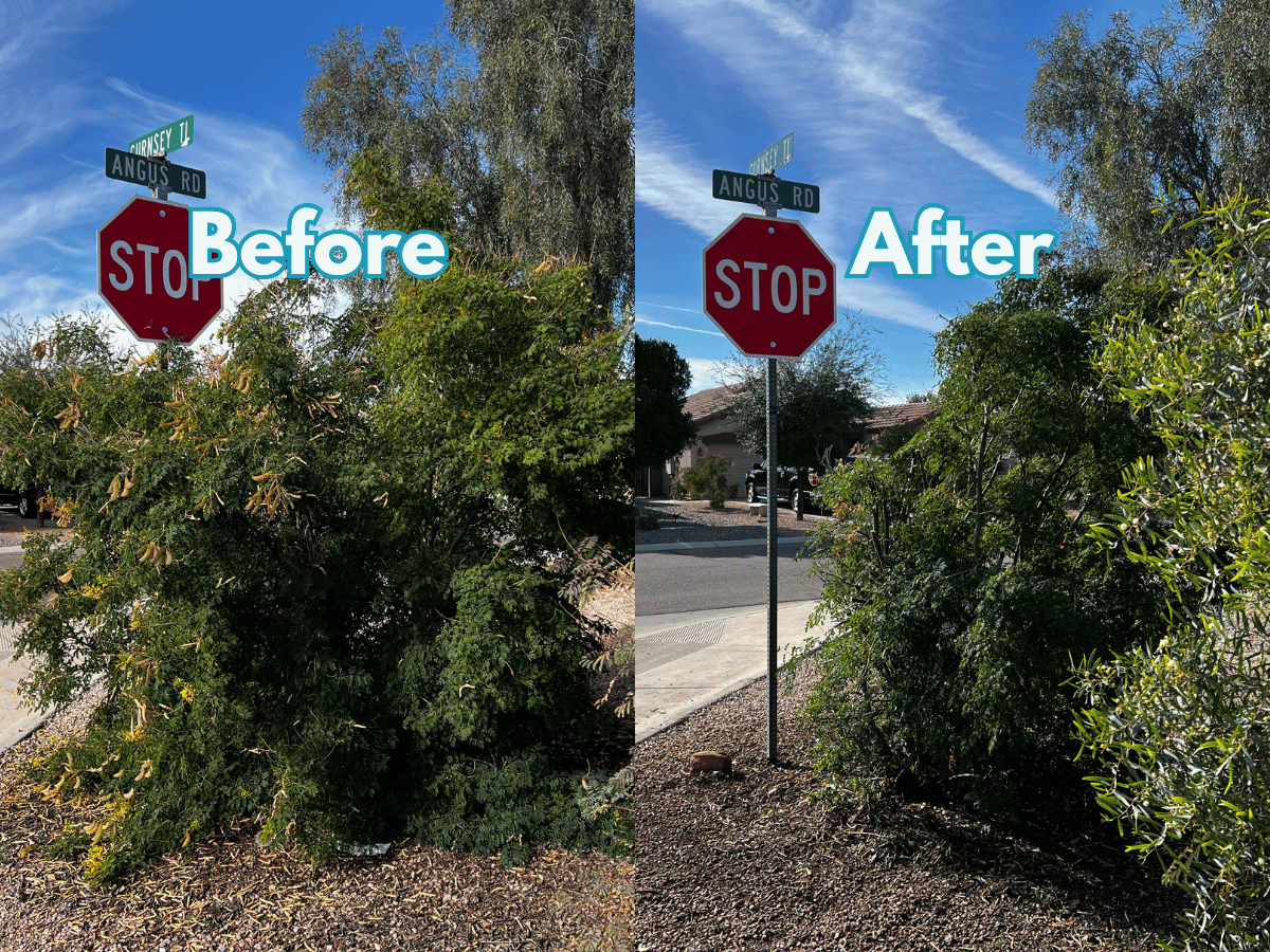Shrub trimming project